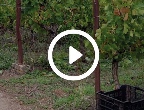 Example of integrated weed management: EDV Viticultores, a family winery with tradition