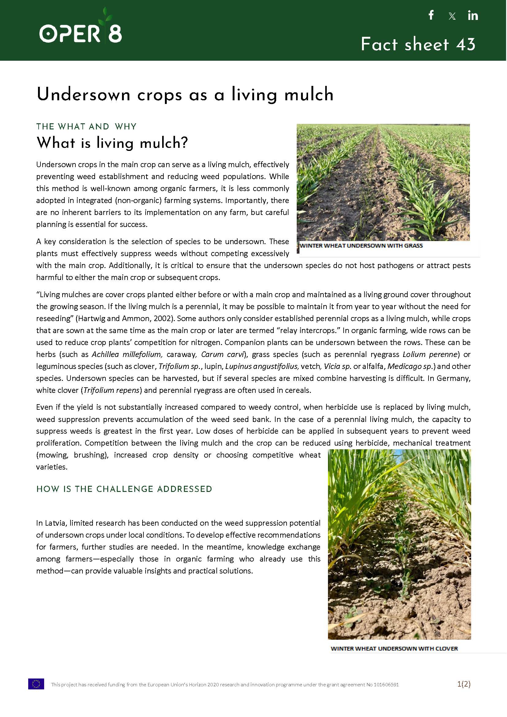 6_LV_FS_Undersown_crops_BS2_EN