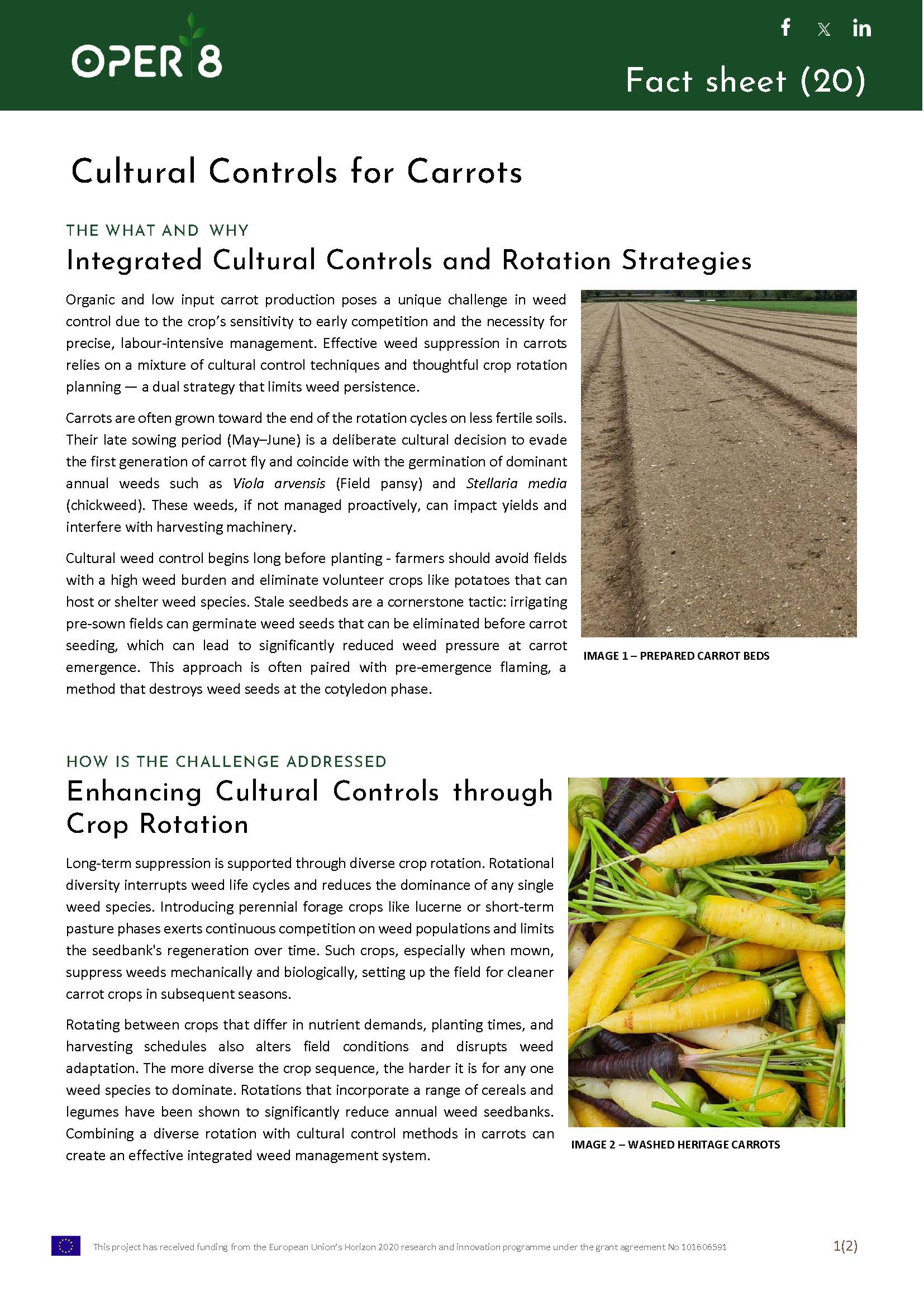 9. UK_FS_BS07_Cultural in carrots_EN